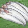 pabda fish 1586765060 5369248