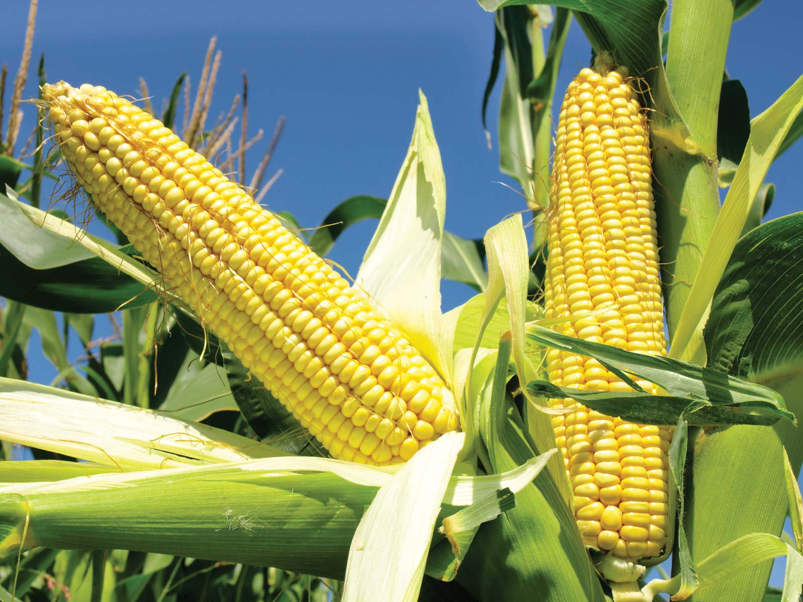 Ears corn