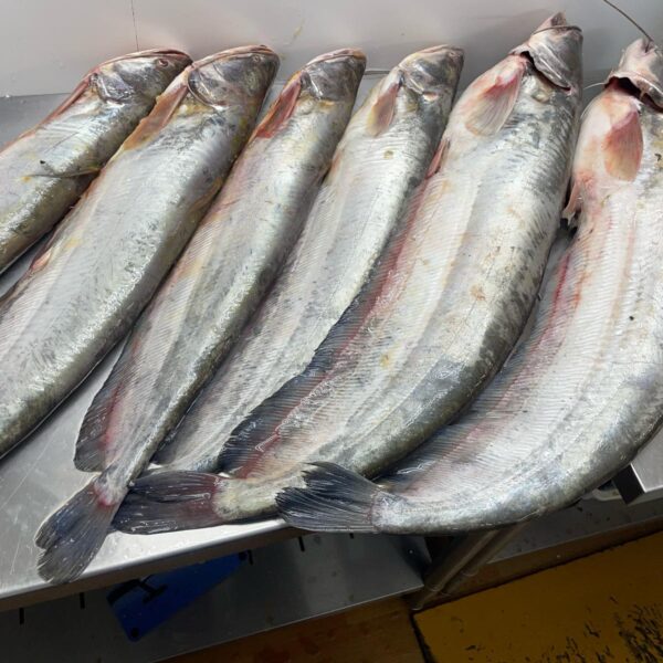 River Boal Fish – Big Size (5kg+) 1 Pcs